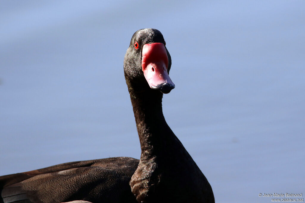 Rosy-billed Pochard