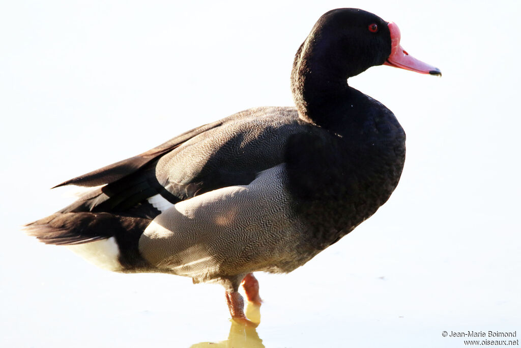 Rosy-billed Pochard