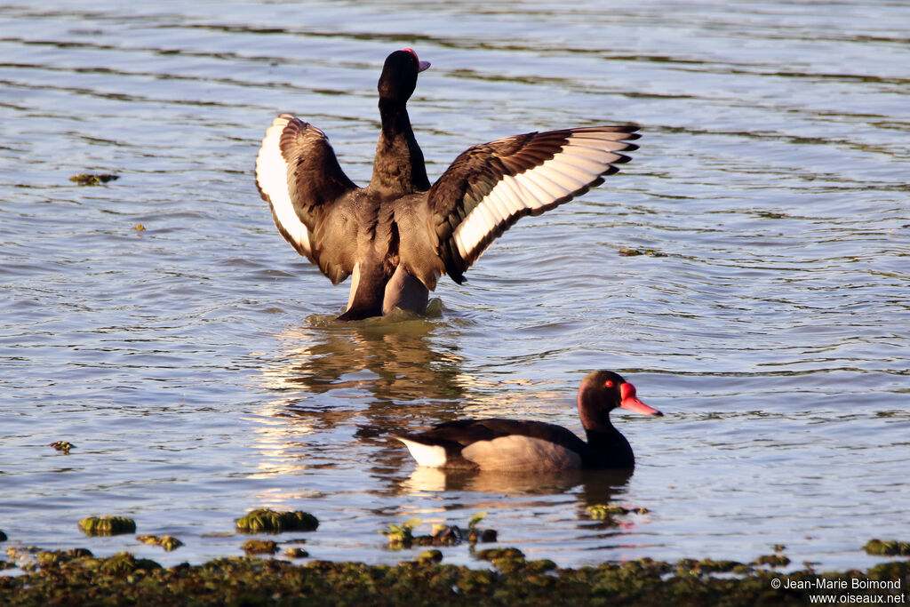 Rosy-billed Pochard