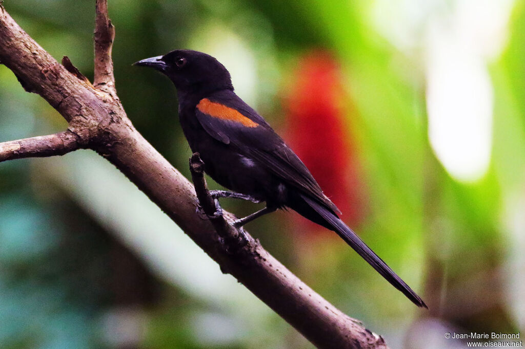Oriole à galons