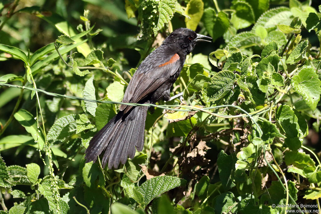 Oriole variable
