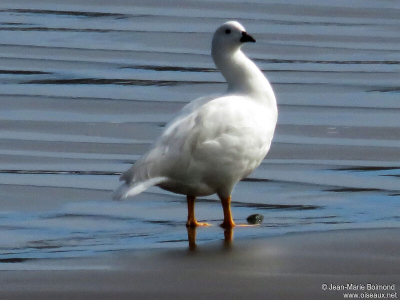 Kelp Goose male