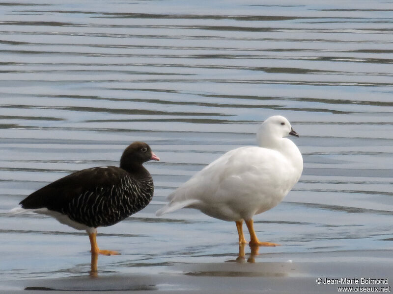 Kelp Gooseadult