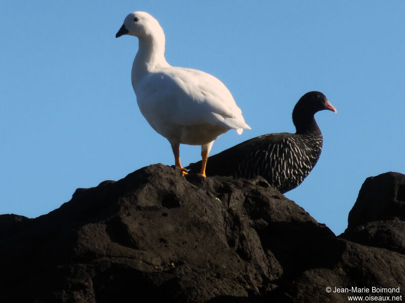 Kelp Goose