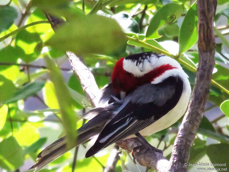 Paroare dominicain