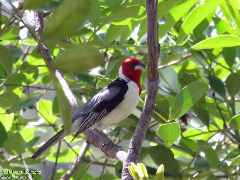 Red-cowled Cardinaladult, identification