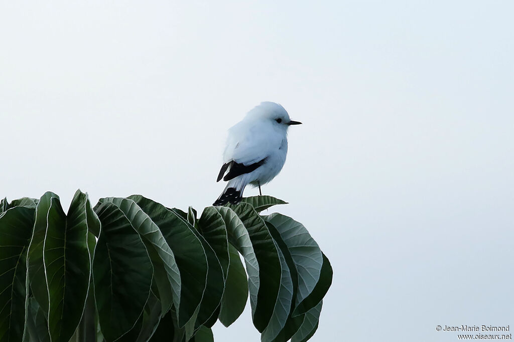 White Monjita
