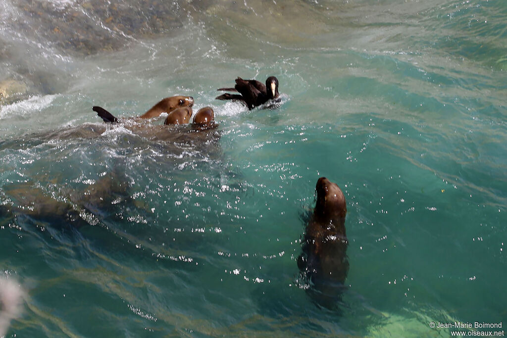Southern Giant Petrel
