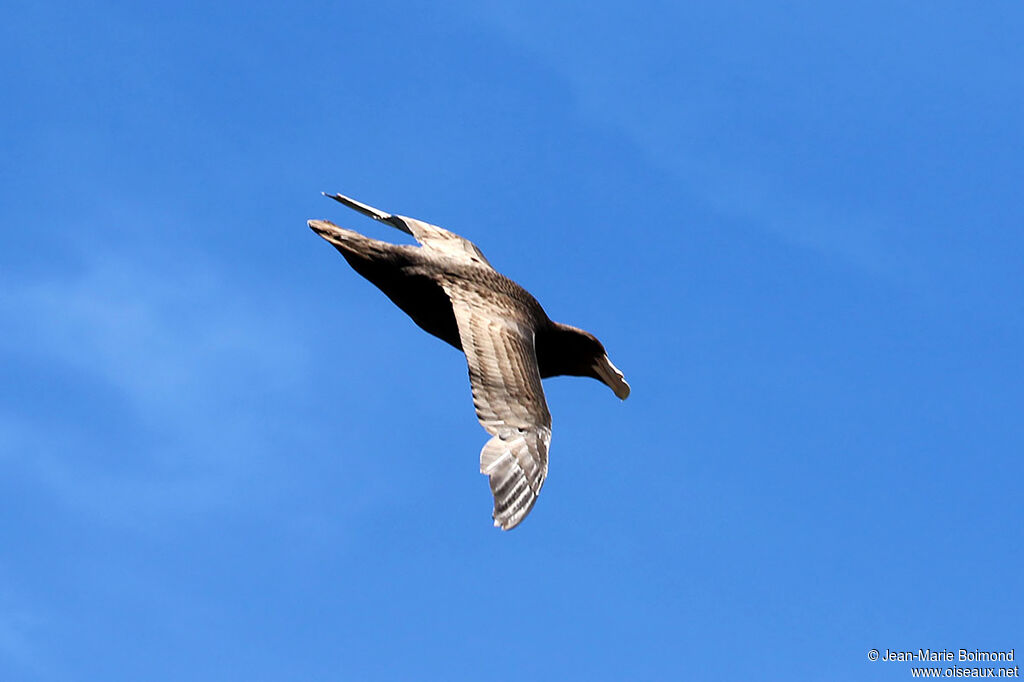 Southern Giant Petrel