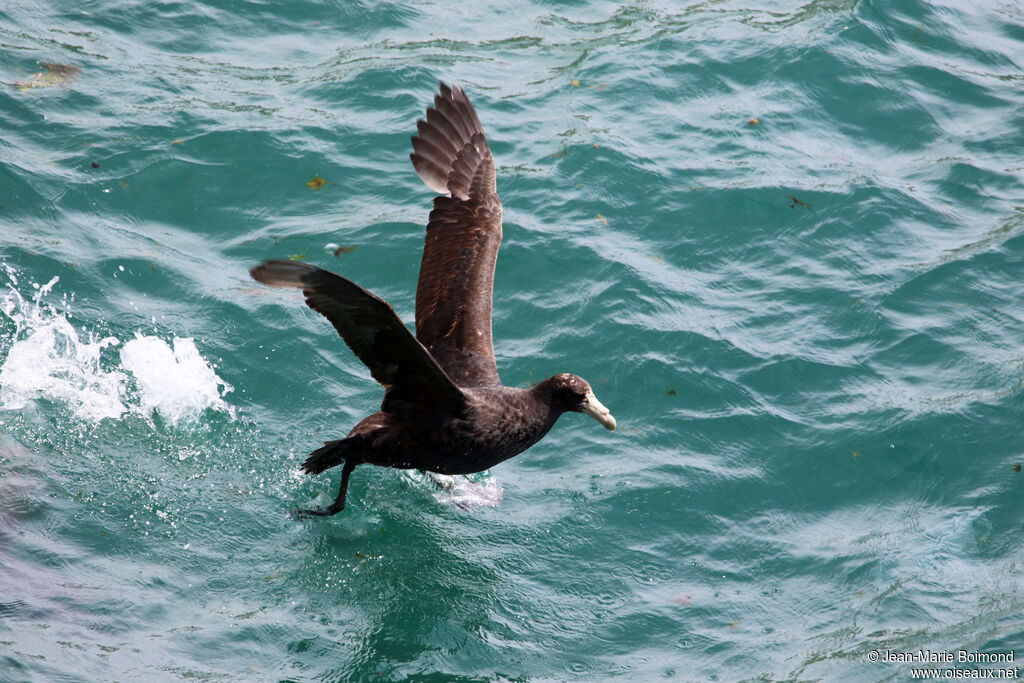 Southern Giant Petrel