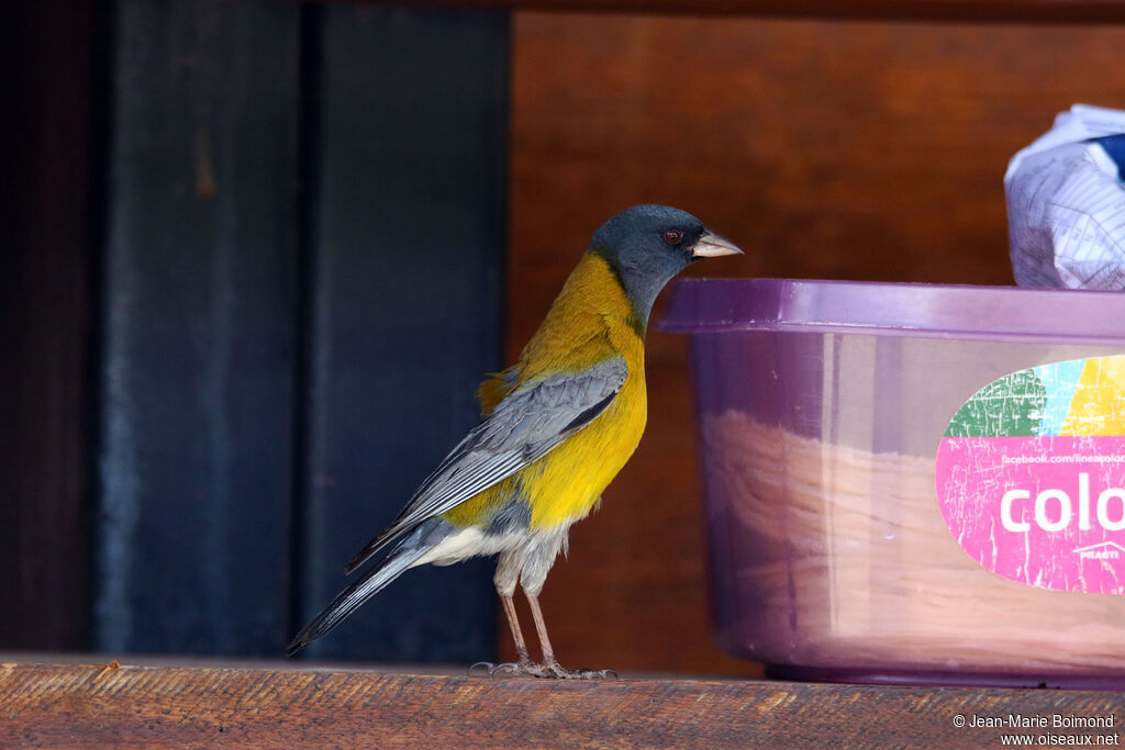 Phrygile à tête grise mâle