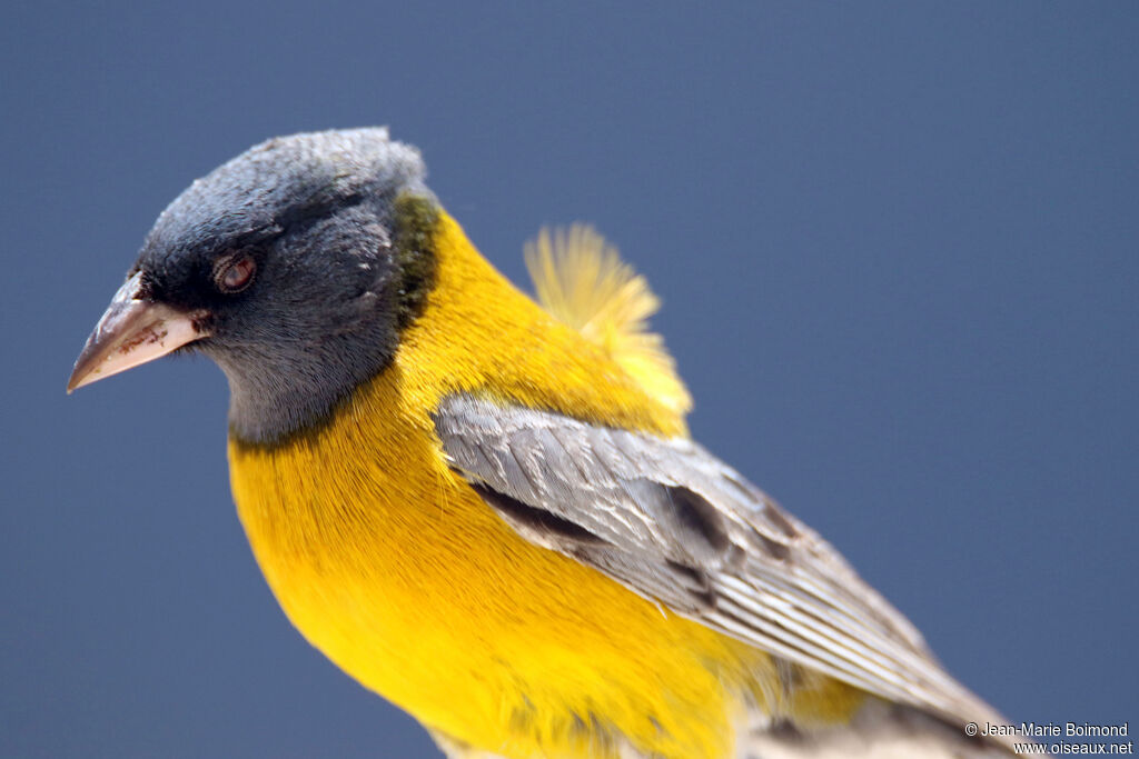 Phrygile à tête grise