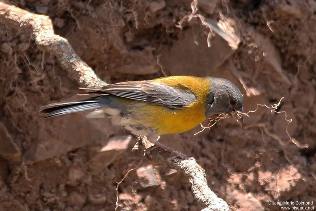 Phrygile à tête grise