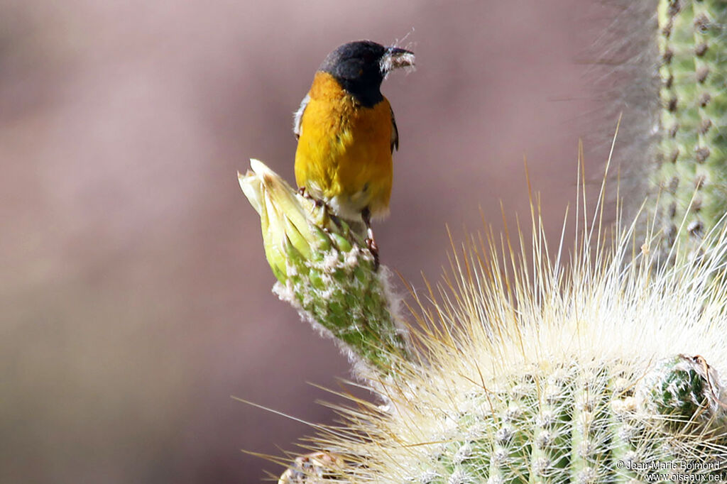 Phrygile à tête noire