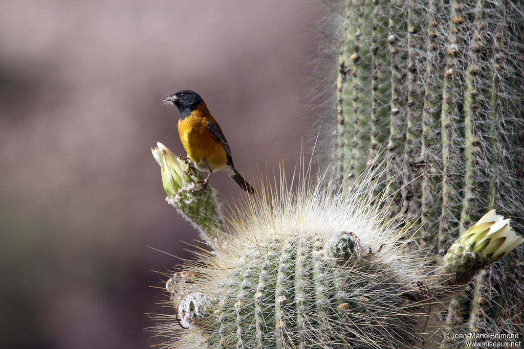 Phrygile à tête noire