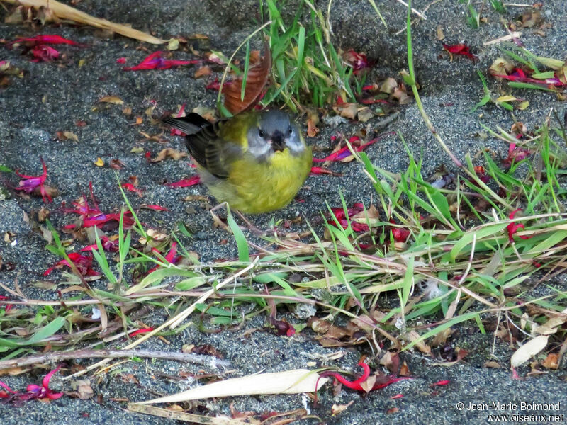 Patagonian Sierra Finch female