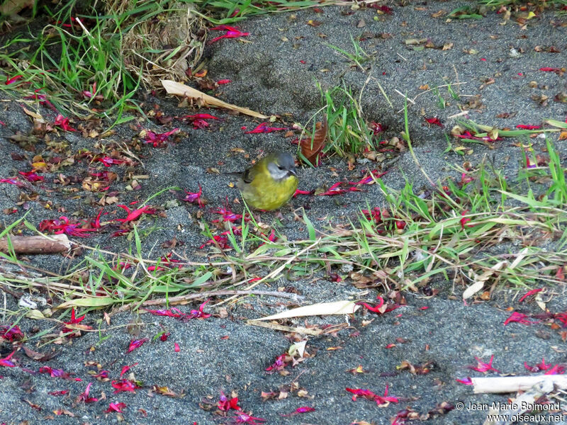 Patagonian Sierra Finch