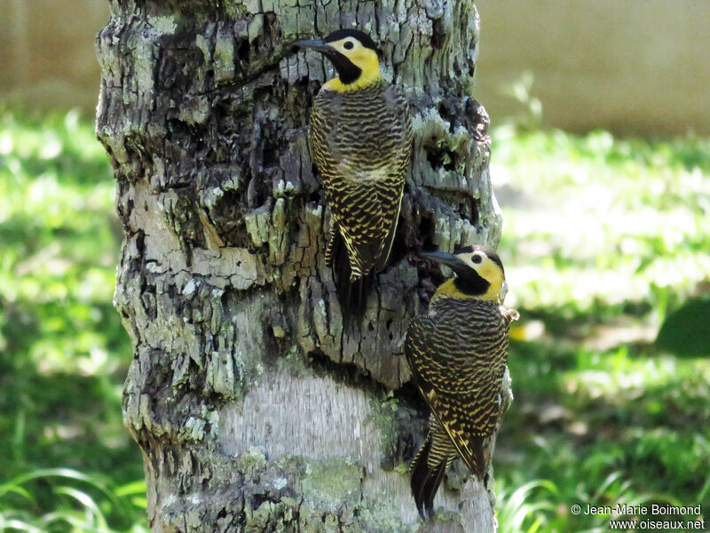 Campo Flicker