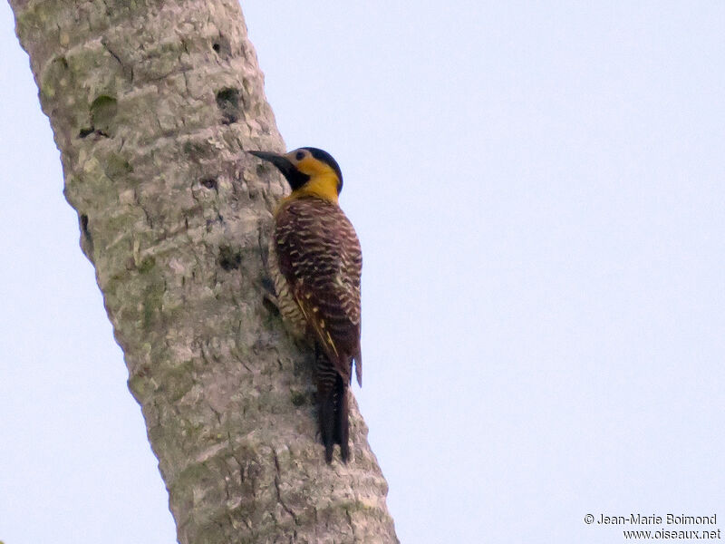 Campo Flicker