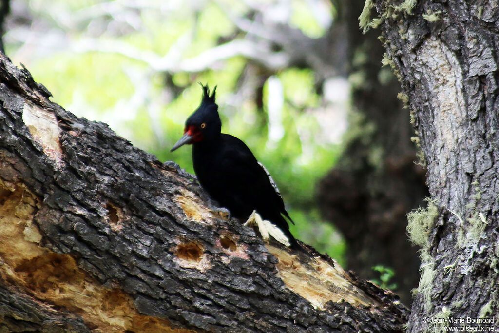 Pic de Magellan