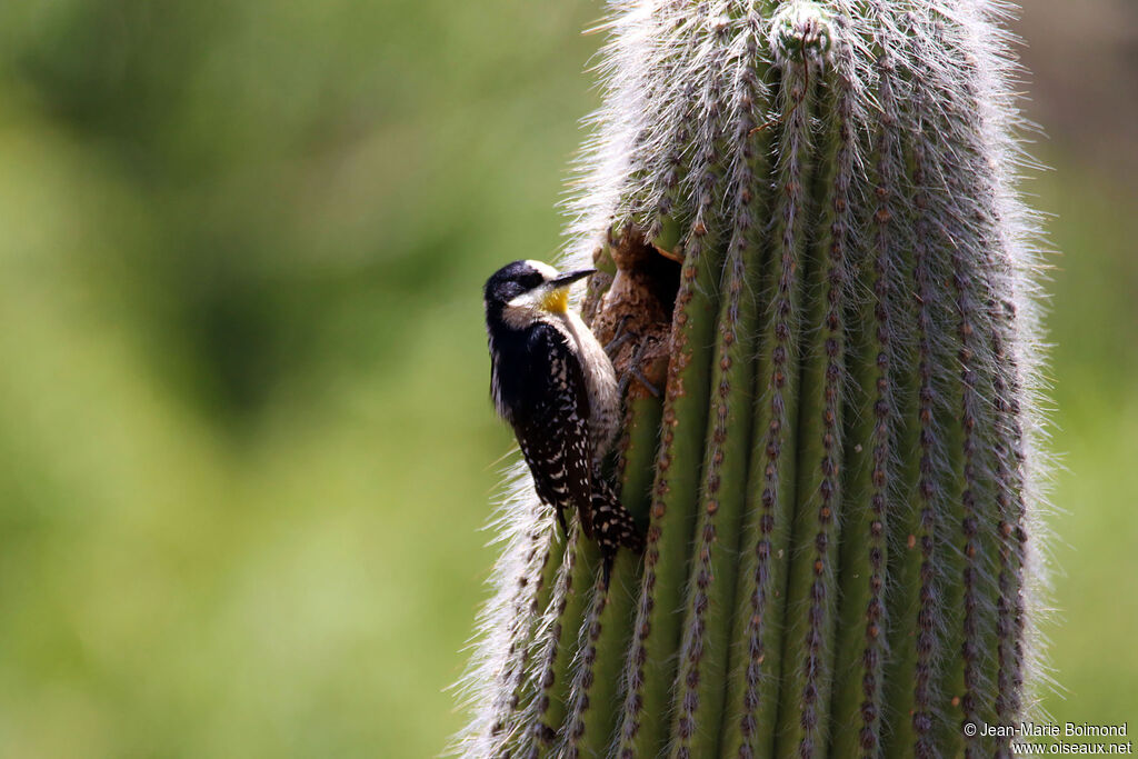 Pic des cactus
