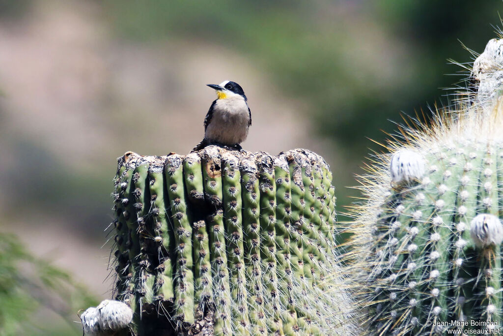 Pic des cactus