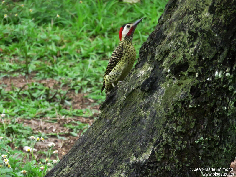 Green-barred Woodpecker