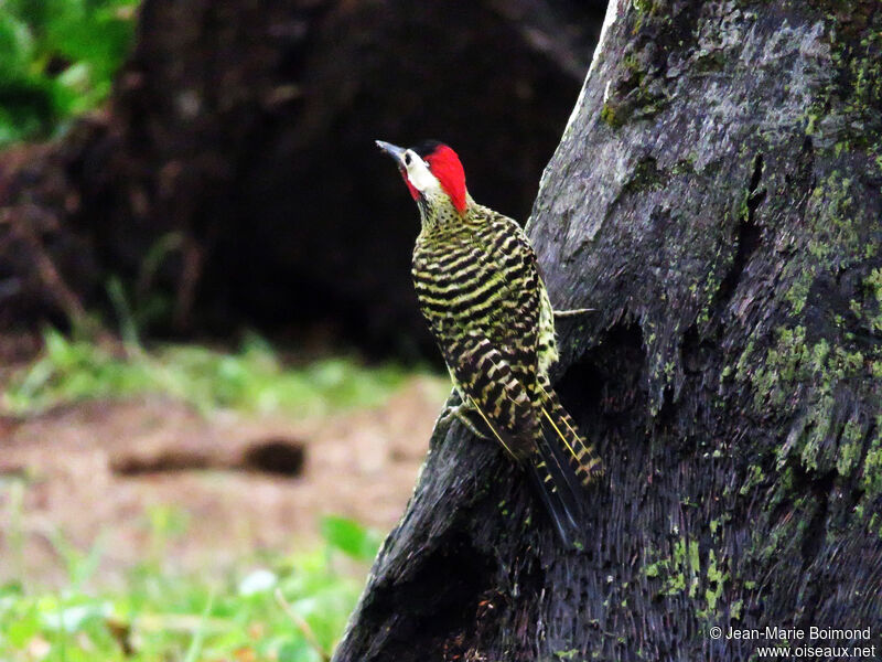 Green-barred Woodpecker