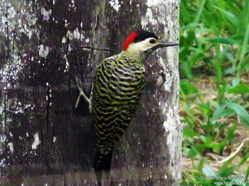 Green-barred Woodpecker