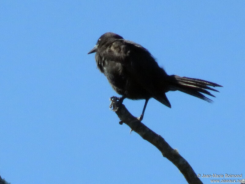 Austral Blackbird