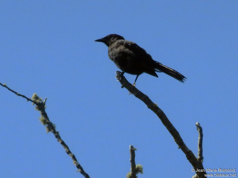 Austral Blackbird