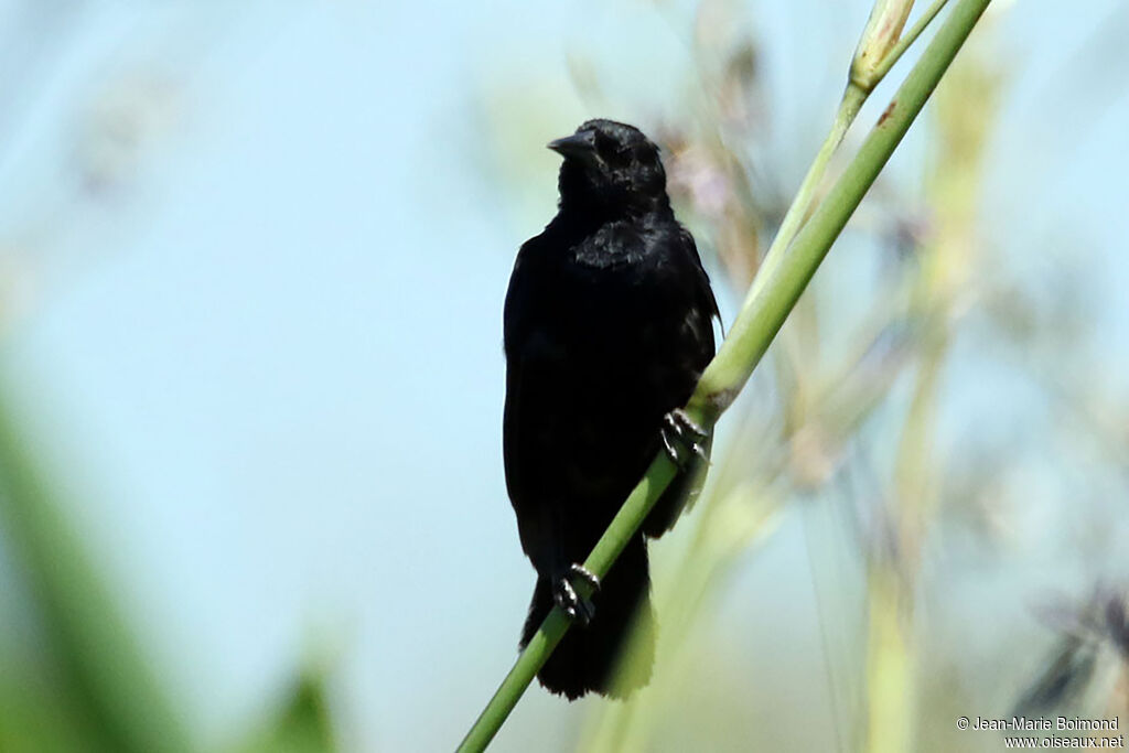 Quiscale chopi - Carouge chopi<br />