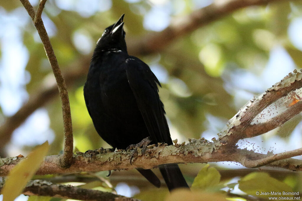 Quiscale chopi - Carouge chopi<br />