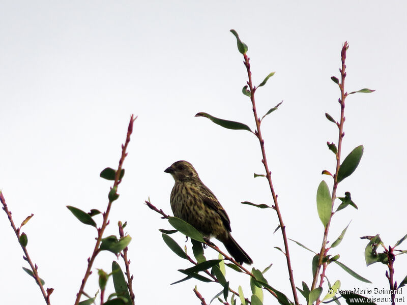 Rufous-tailed Plantcutter female