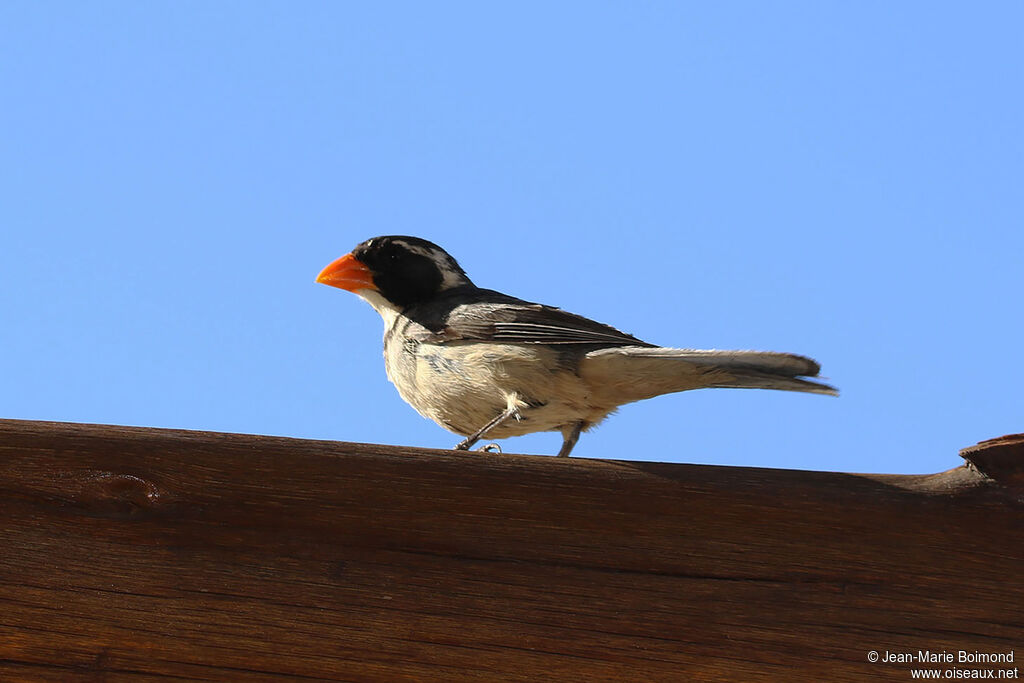 Golden-billed Saltator