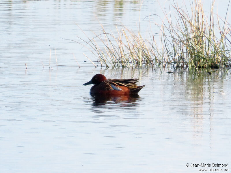 Cinnamon Teal male