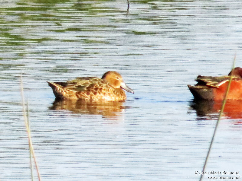 Cinnamon Teal female