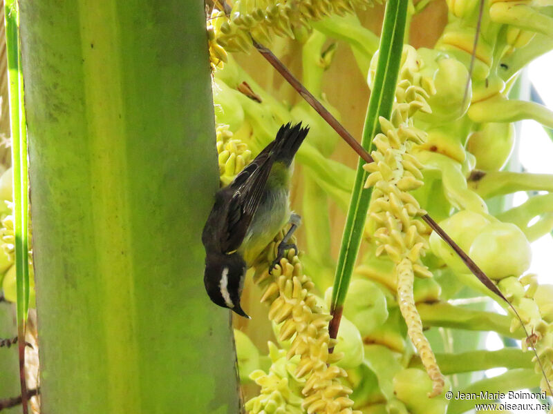 Bananaquit