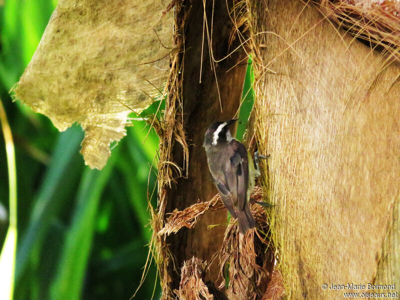 Bananaquit