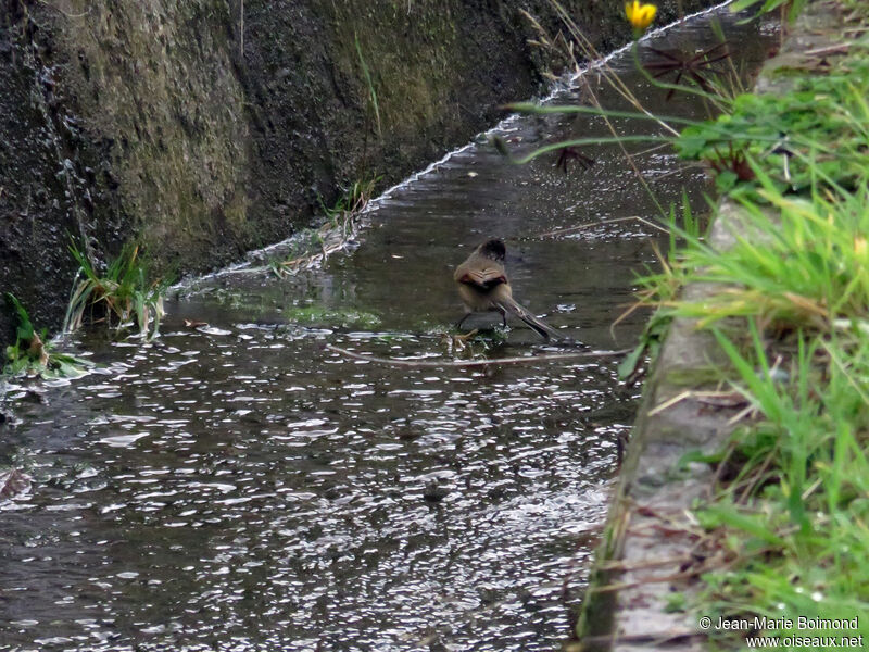 Plain-mantled Tit-Spinetail