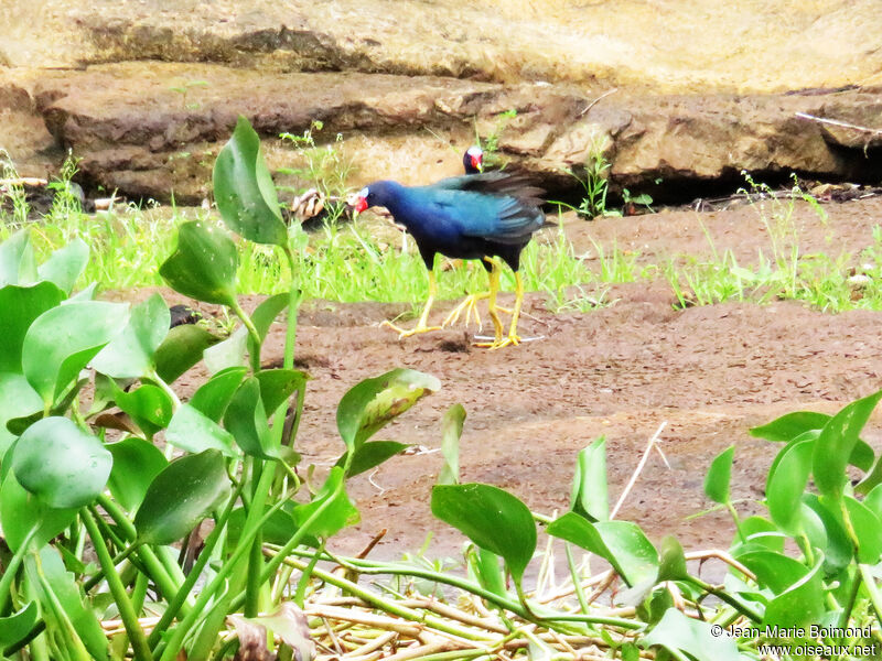 Purple Gallinule