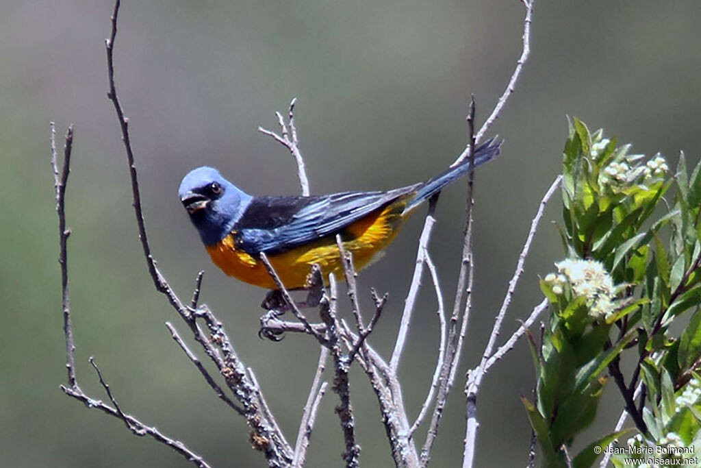 Tangara fourchu mâle adulte