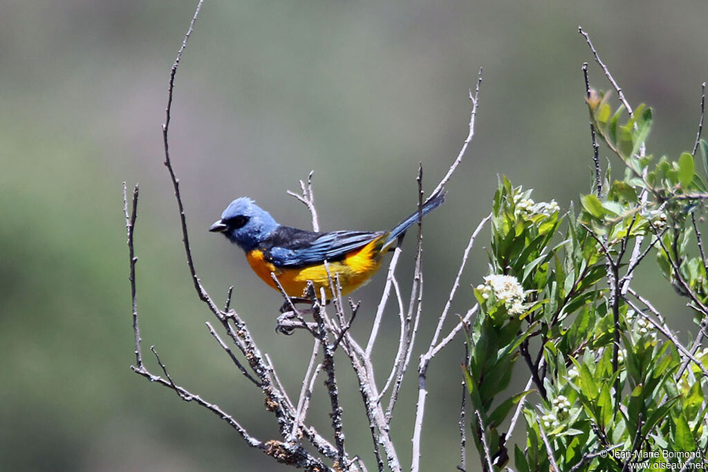 Tangara fourchu mâle adulte