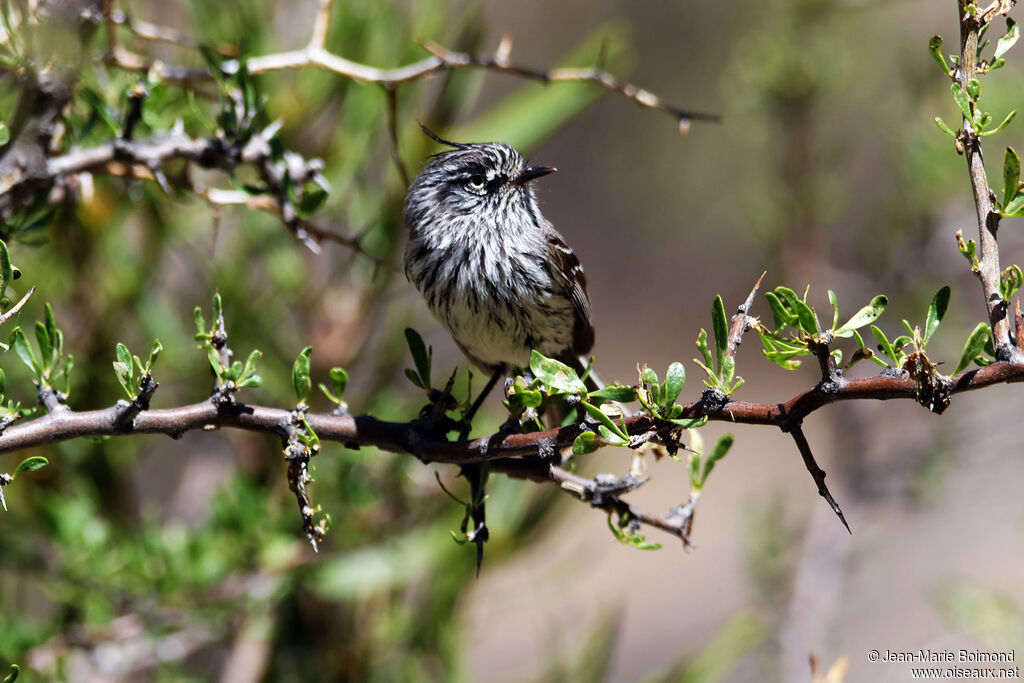 Taurillon mésange