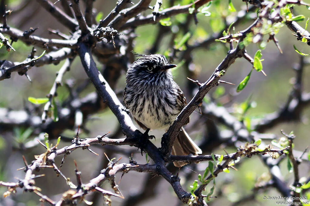 Taurillon mésange