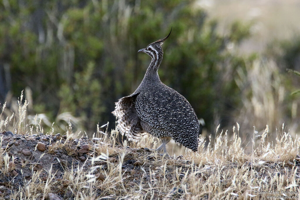 Tinamou élégant