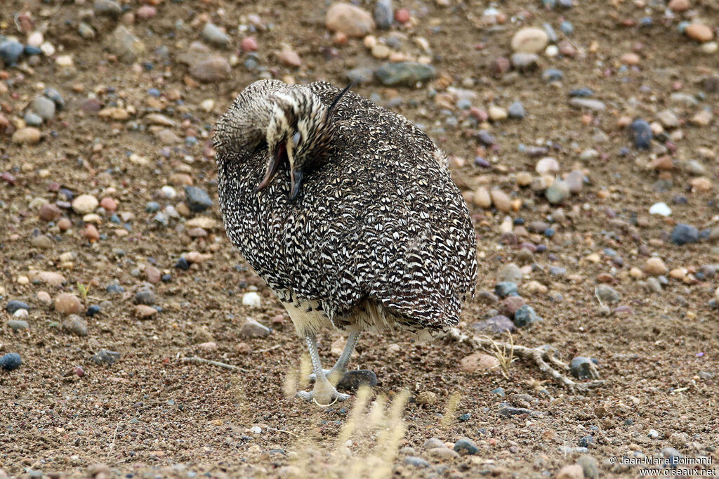 Elegant Crested Tinamou