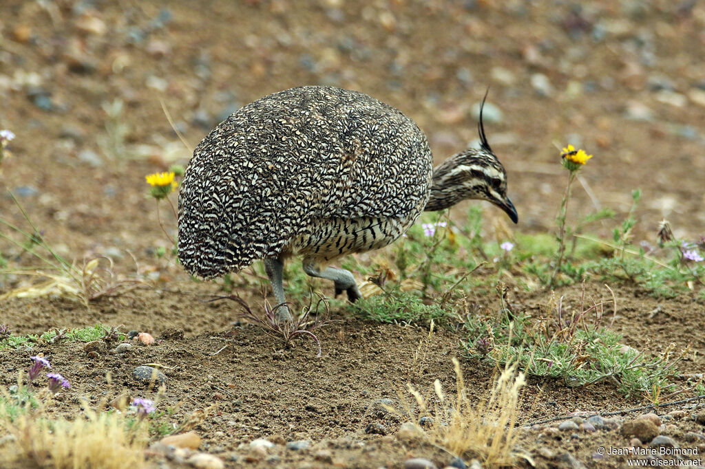 Elegant Crested Tinamou