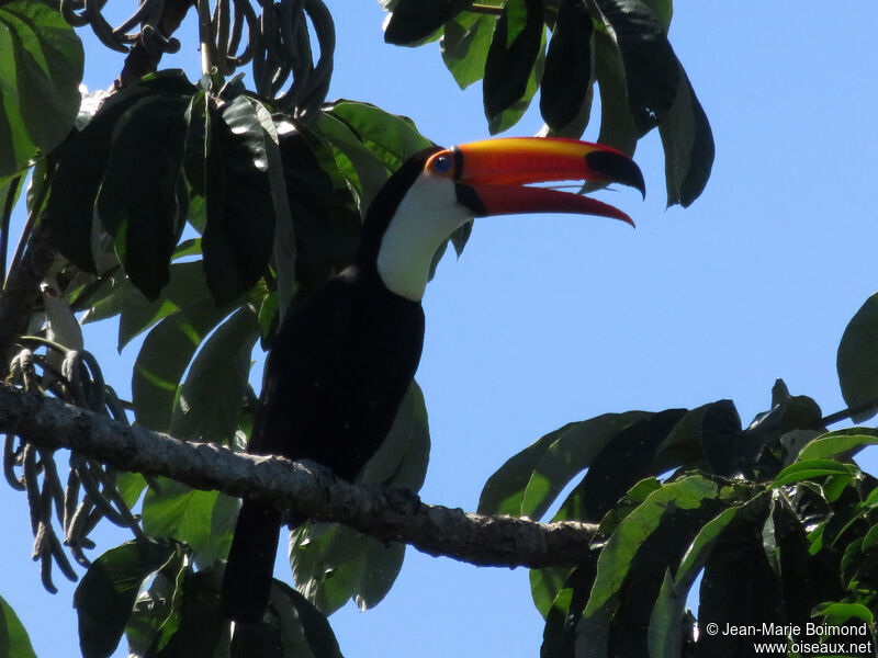 Toucan toco