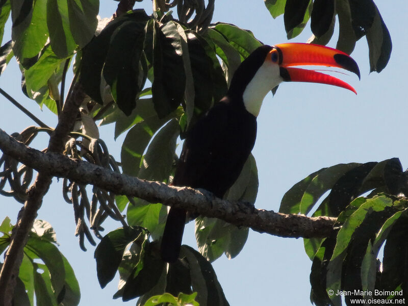 Toco Toucan